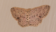 Idaea punctatissima