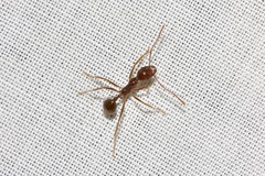 Aphaenogaster longiceps