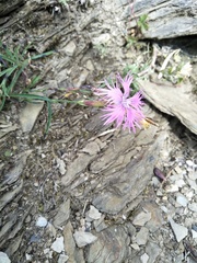 Dianthus pygmaeus