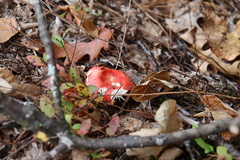 Russula rosacea