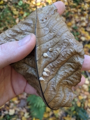 Caryomyia caryaecola