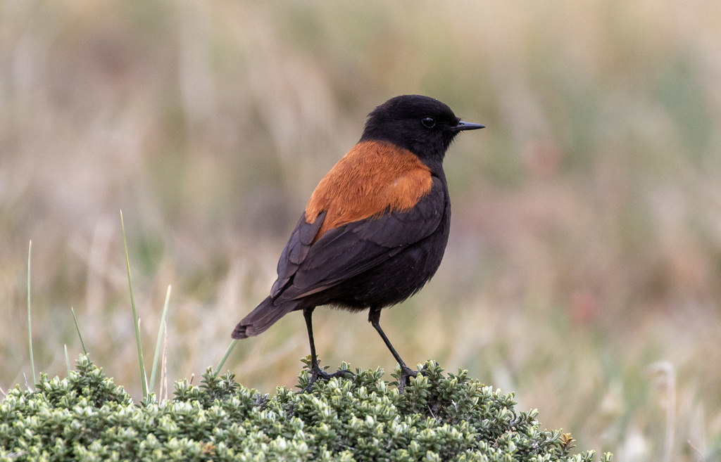 Austral Negrito photo