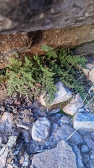 Myriopteris gracilis