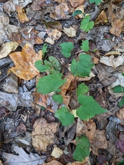 Ampelopsis glandulosa