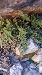 Myriopteris gracilis