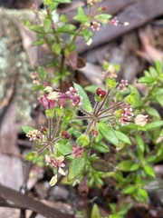 Pomax umbellata