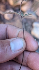 Myriopteris gracilis