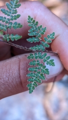 Myriopteris gracilis