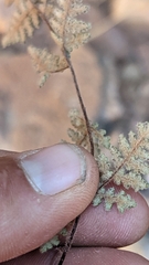 Myriopteris gracilis