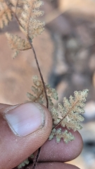 Myriopteris gracilis