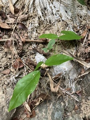 Tetrastigma hemsleyanum