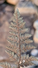 Myriopteris gracilis