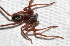 Leichhardteus