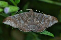 Sphacelodes vulneraria