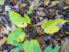 Smilax ecirrhata