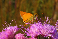 Hesperia meskei straton