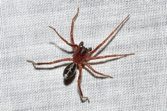 Leichhardteus