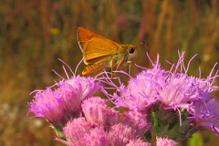 Hesperia meskei straton