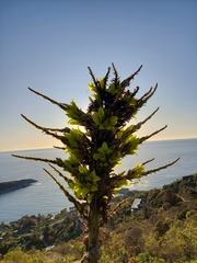 Puya chilensis