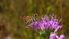 Hesperia attalus slossonae