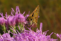Hesperia attalus slossonae