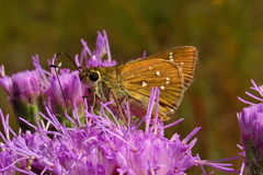 Hesperia attalus slossonae