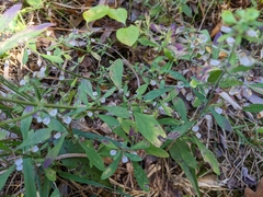 Scutellaria integrifolia