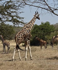 Giraffa camelopardalis rothschildi