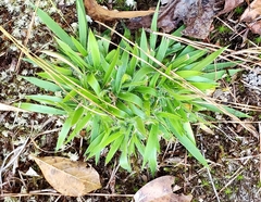 Dichanthelium laxiflorum