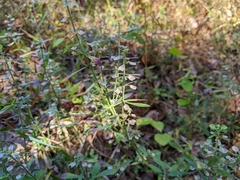 Scutellaria integrifolia