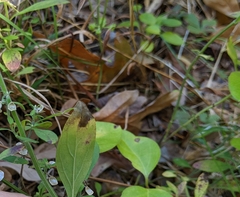 Scutellaria integrifolia