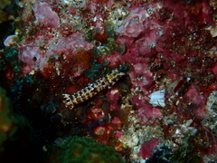 Neogonodactylus zacae