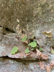 Heuchera missouriensis