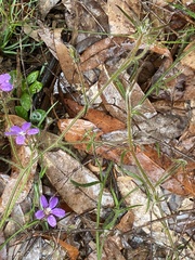 Scaevola ramosissima
