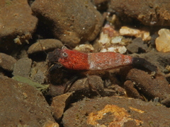 Mesocrangon munitella