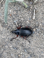 Cylydrorhinus