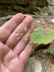 Heuchera missouriensis