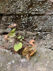 Heuchera missouriensis