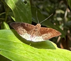 Tanaecia iapis