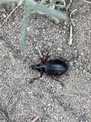 Cylydrorhinus