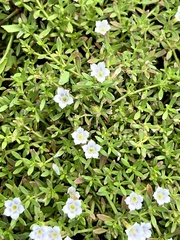Dentella repens