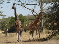 Giraffa camelopardalis rothschildi