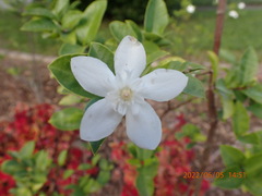 Wrightia antidysenterica