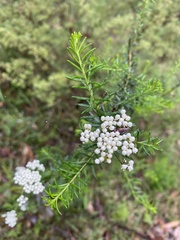 Ozothamnus