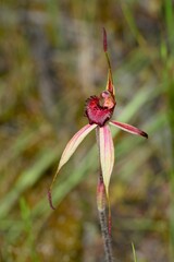 Caladenia lowanensis