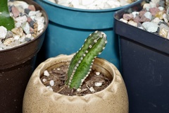 Acanthocereus rosei