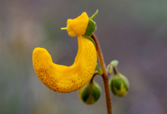 Calceolaria polyrhiza