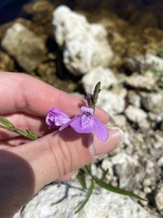 Justicia angusta