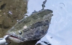 Channa argus