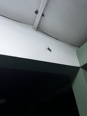 Acrocinus longimanus